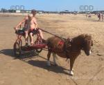 Billy, Shetland Ride and Drive Gelding 