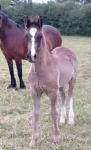 Colt Foal