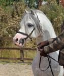 Tyngwndwn Paige boy, 11.3hh Welsh Section A Stallion