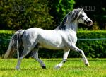 Tyngwndwn Paige boy, 11.3hh Welsh Section A Stallion