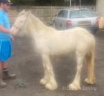 Filly