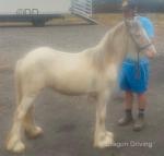 Filly