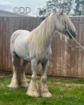 13hh Riding Gelding