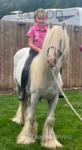 13hh Riding Gelding