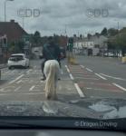 13hh Riding Gelding