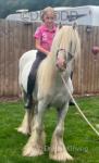 13hh Riding Gelding