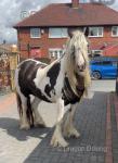 14hh Mare