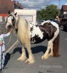 14hh Mare