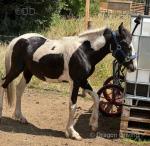 Colt