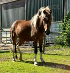 Filly