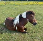 Filly