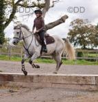 15.2hh Connemara Riding Gelding 