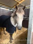 15.2hh Connemara Riding Gelding 