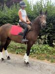 Bella, 14.2hh Riding Mare