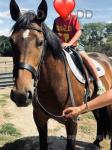 Bella, 14.2hh Riding Mare