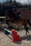 Bella, 14.2hh Riding Mare