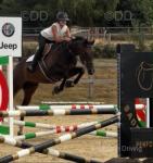 Banksy, 16.1hh Thoroughbred Riding Gelding 
