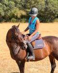 Banksy, 16.1hh Thoroughbred Riding Gelding 