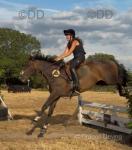 Banksy, 16.1hh Thoroughbred Riding Gelding 