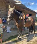 Banksy, 16.1hh Thoroughbred Riding Gelding 