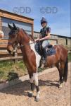 15.3hh Standardbred x Riding Gelding 