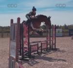 15.3hh Standardbred x Riding Gelding 