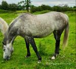 16.2hh ISH Mare