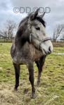 16.2hh ISH Mare