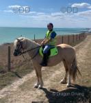 Savannah, 15.1hh Welsh Section D Ride and Drive Mare