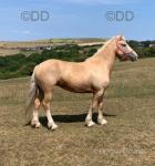 Savannah, 15.1hh Welsh Section D Ride and Drive Mare