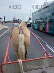 Savannah, 15.1hh Welsh Section D Ride and Drive Mare