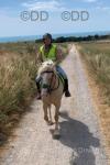 Savannah, 15.1hh Welsh Section D Ride and Drive Mare