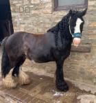 Nicholas, 12.2hh Riding Gelding 