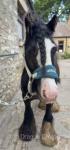 Nicholas, 12.2hh Riding Gelding 