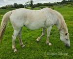 16hh ISH Broodmare