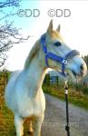 16hh ISH Broodmare