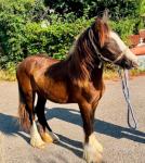 Yearling Filly