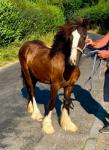 Yearling Filly