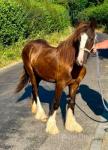 Yearling Filly