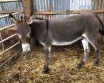 Bobby, Donkey Gelding 