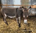 Bobby, Donkey Gelding 
