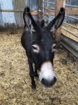 Lego, Jack Donkey