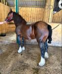 Rose, 13.1hh Mare