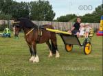 Rose, 13.1hh Mare