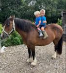 Rose, 13.1hh Mare
