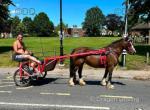 Rose, 13.1hh Mare