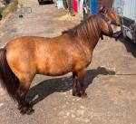 Harry, Shetland Riding Gelding 