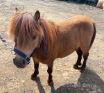Harry, Shetland Riding Gelding 