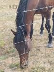15hh Gelding 