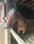 15hh Gelding 
